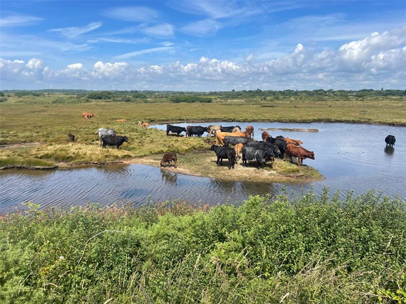 Keyhaven Road, Milford on Sea, Lymington, Hampshire, SO41